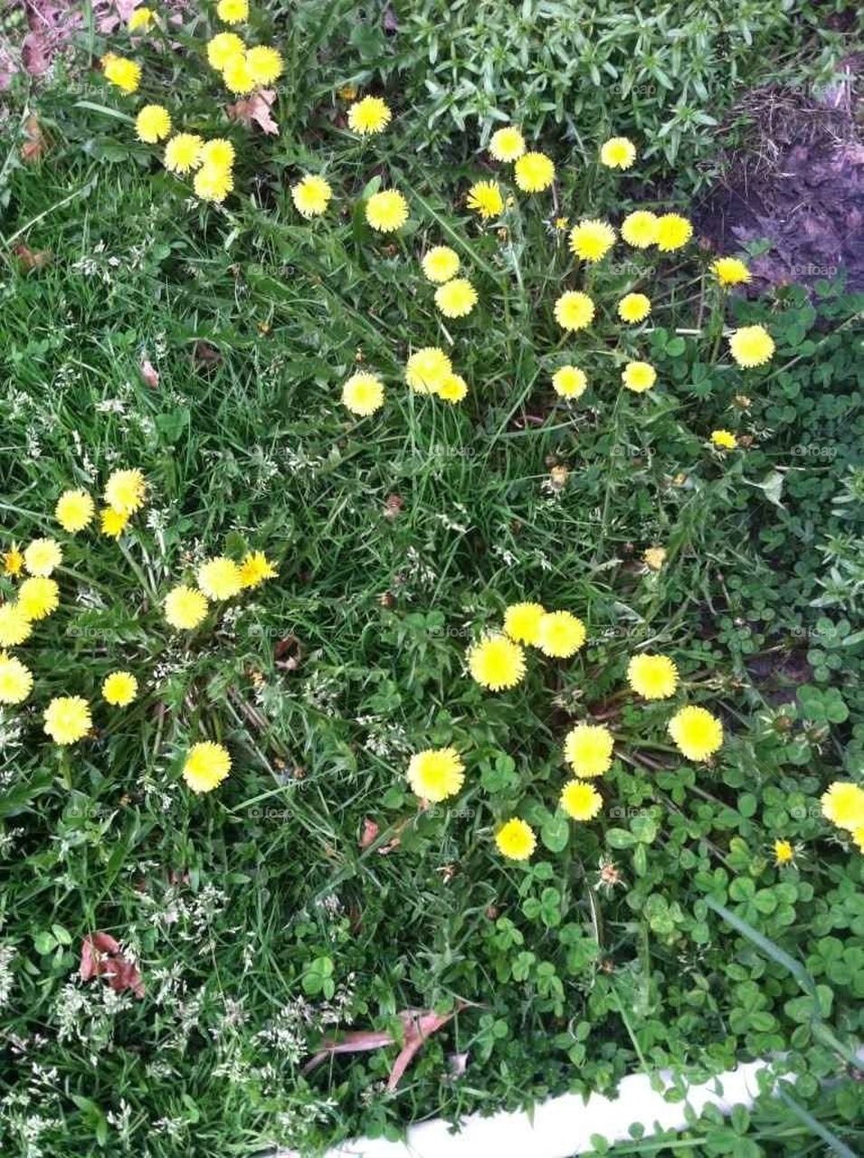 dandelions 