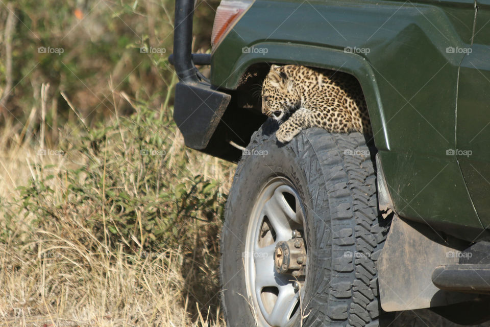 Baby Leopard 