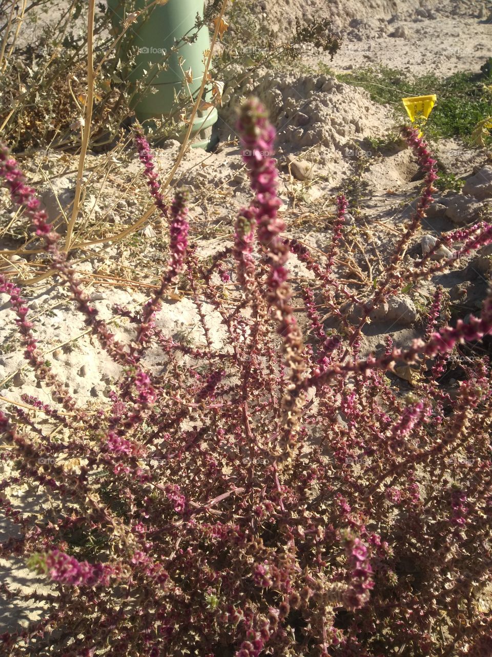 coolest Russian thissle ever!