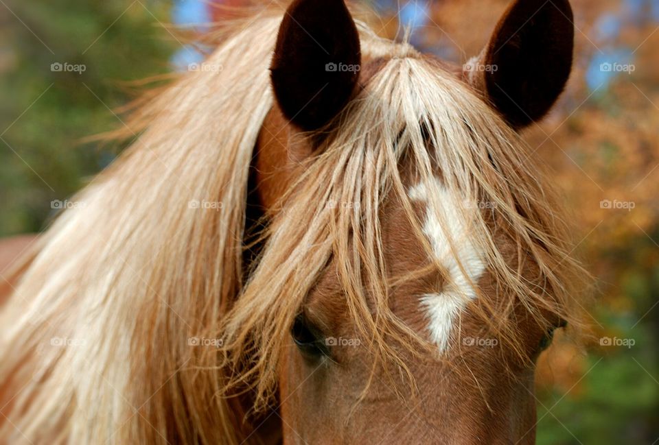 Egyptian Arabian mare