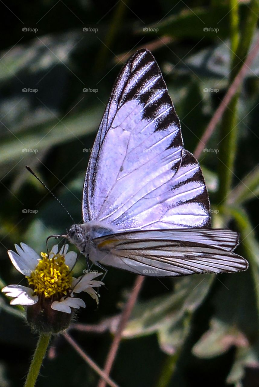 Butterfly, Insect, Nature, Outdoors, No Person