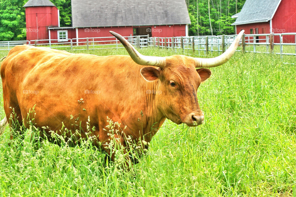 nature grass fence animal by somebeach