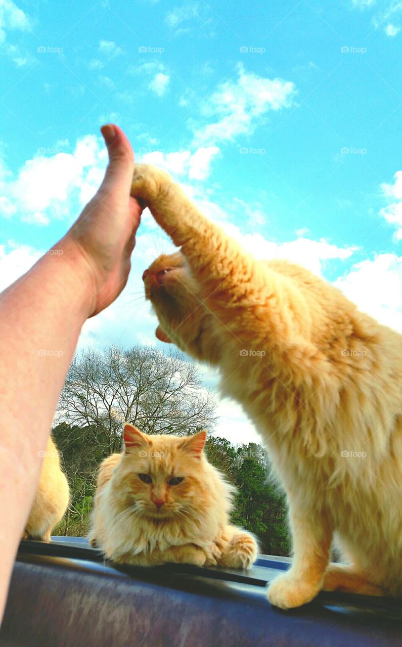cat giving hi-five