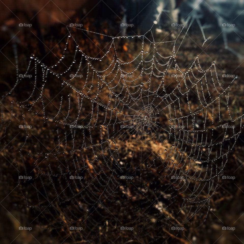 Spider web