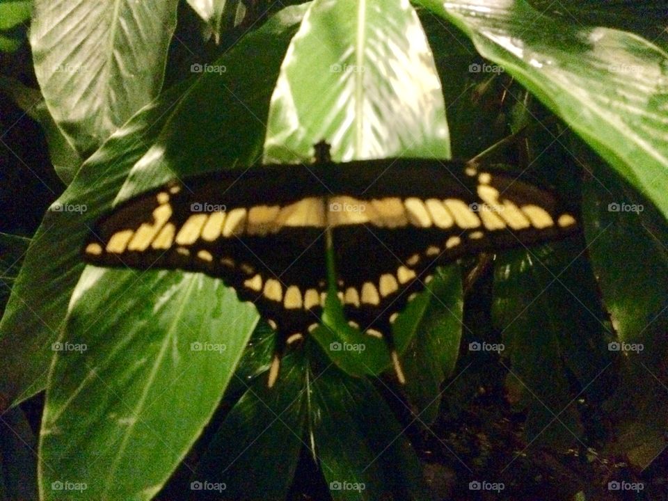 Borboleta preta e amarela