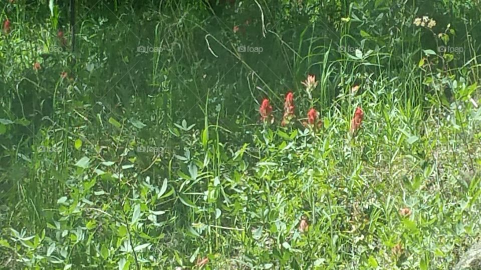 Indian paint brush!