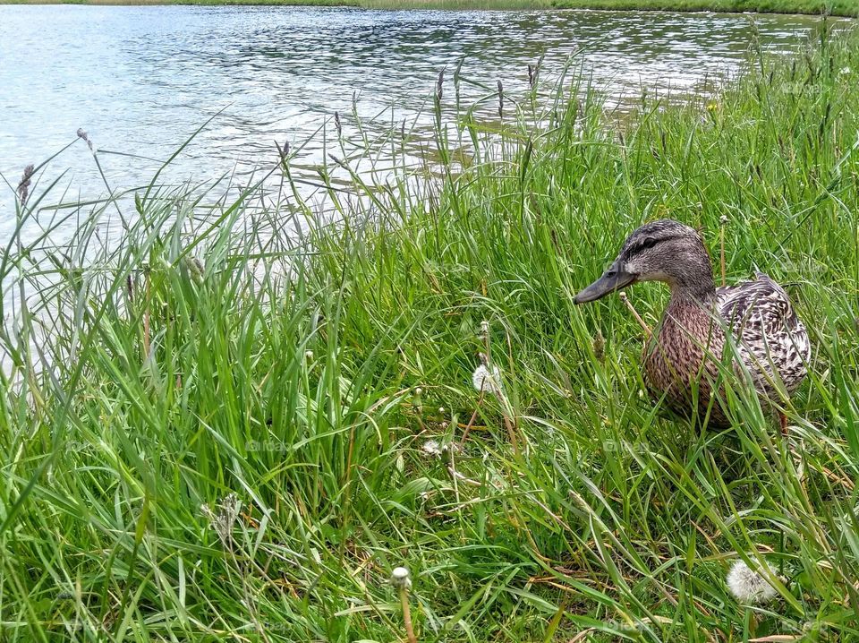 duck on a green grass lake shore summer time, minimalistic lifestyle