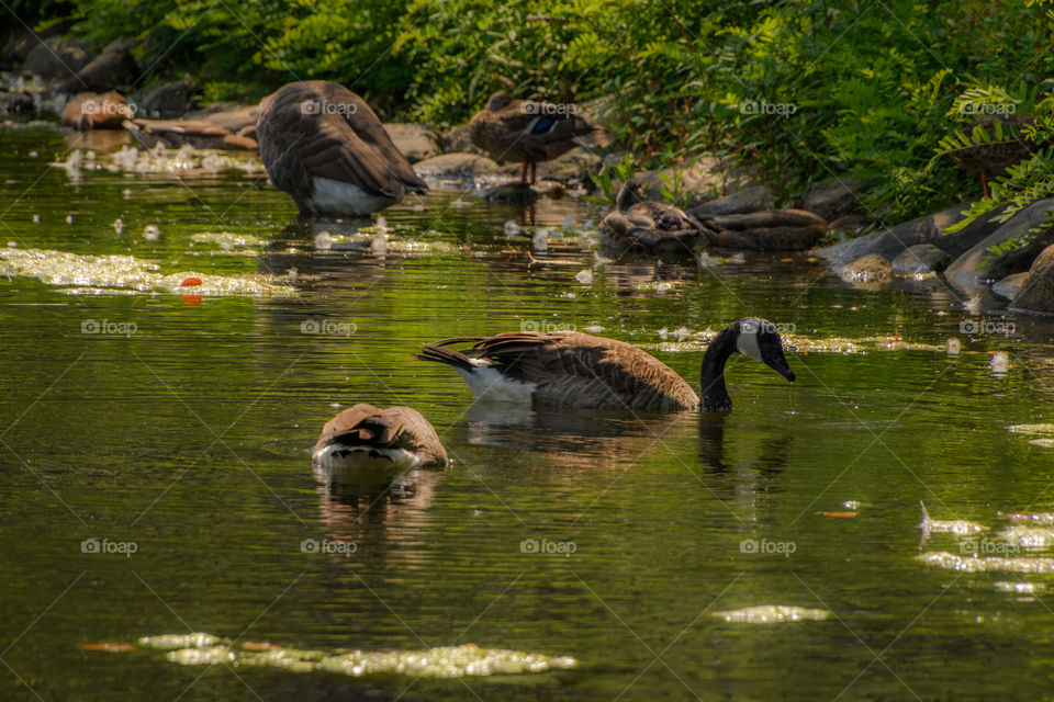 I guess these are called Canada Goose but living in Boston at a park by a river. 