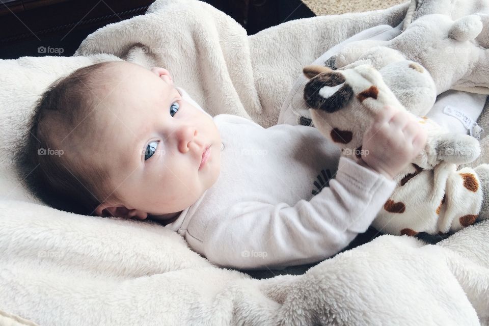 Portrait two month baby . Portrait two month baby with hippopotamus soft toy 