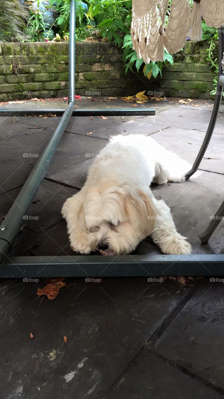 Dog under table