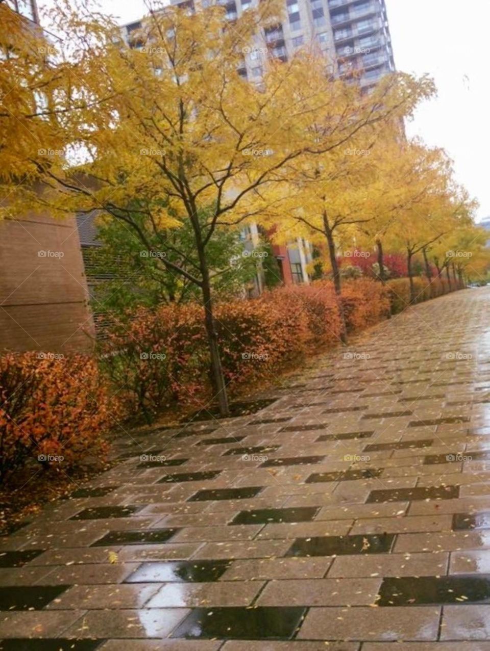 Yellow trees in autumn 