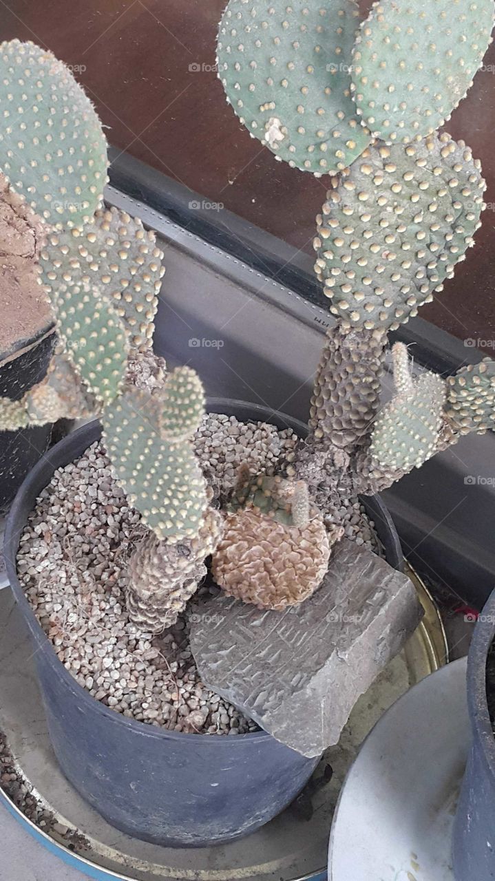 cactus