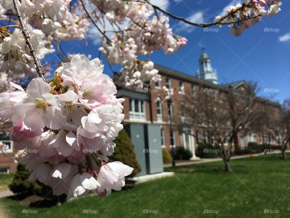 Fairfield Hall in Spring