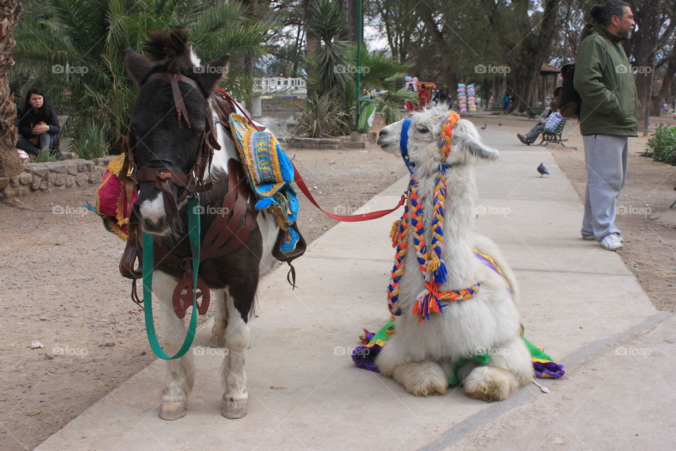 And a donkey in Salta 