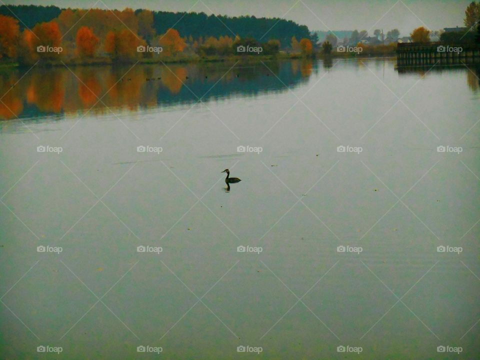 Water, Landscape, Lake, Reflection, Bird