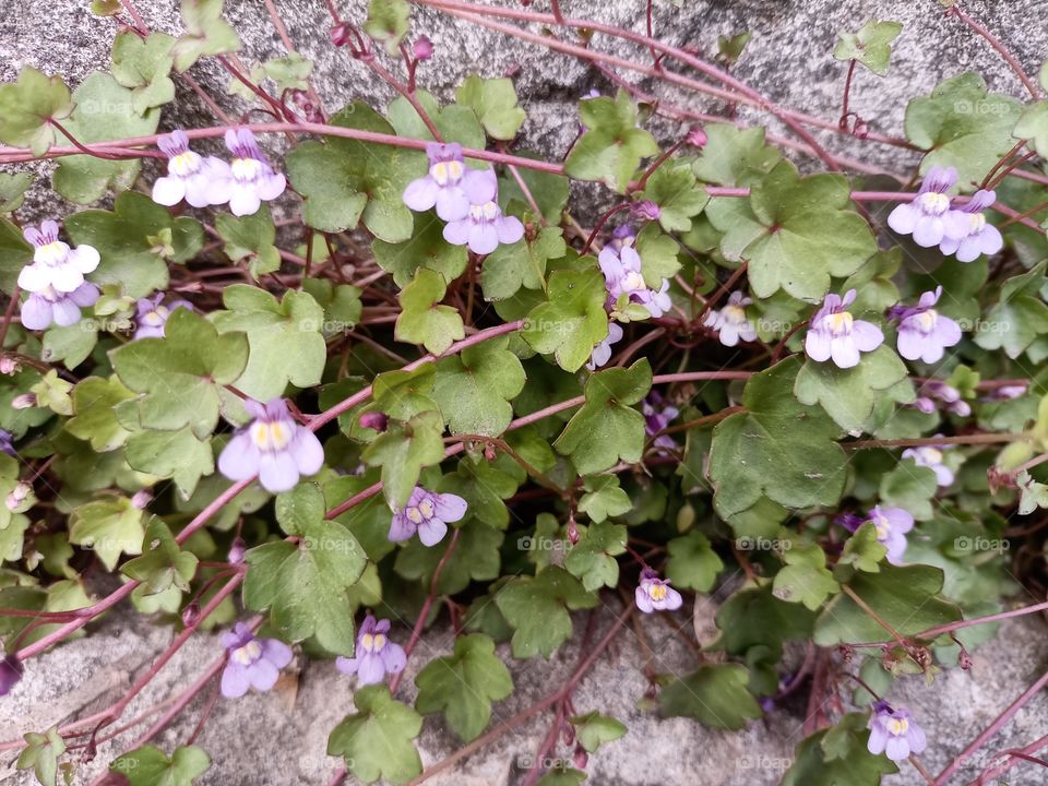 The beauty in nature