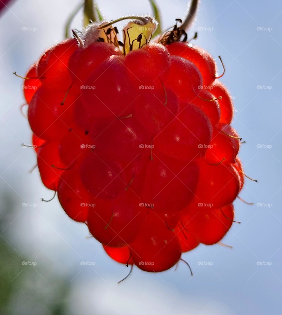 Mmm Heimbeeren