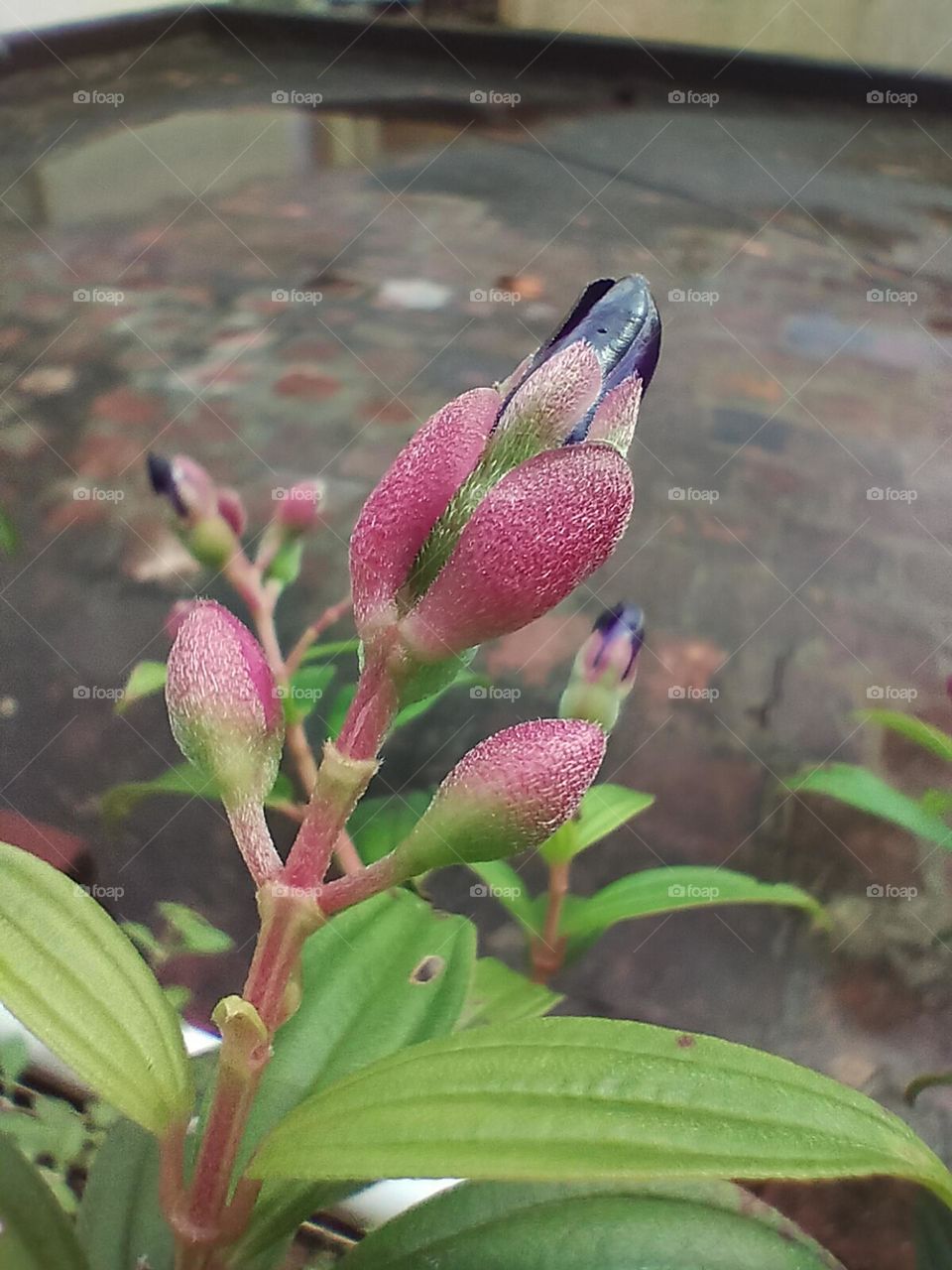 violet bud