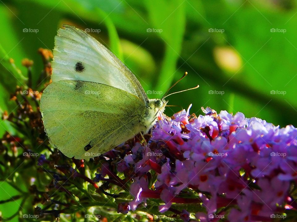 Breakfast time for butterflies