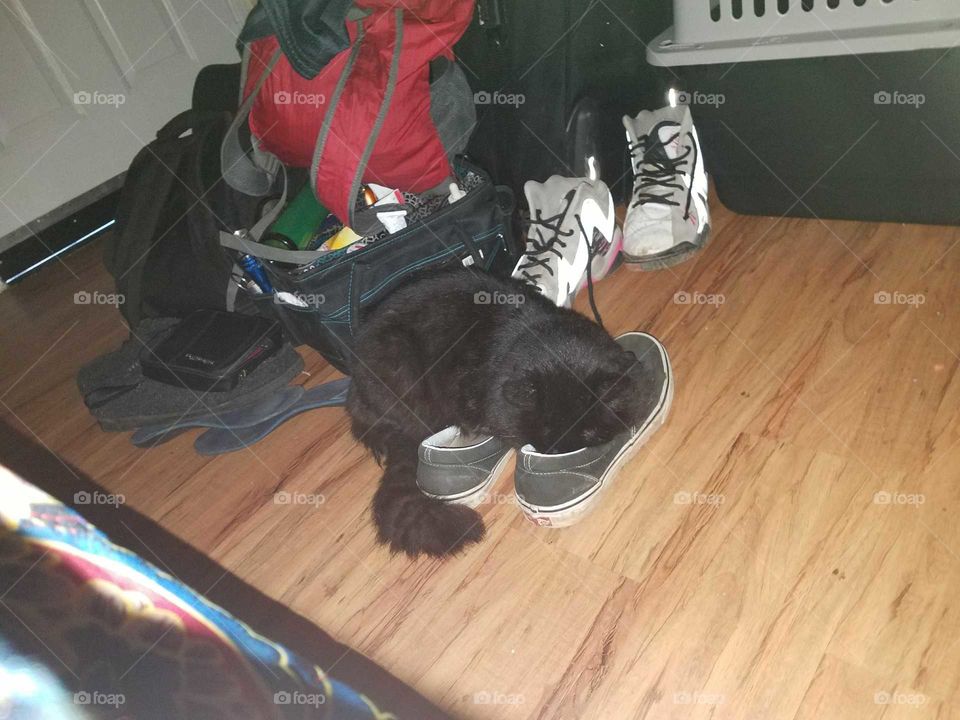 My cat face down in my boyfriend's stinky shoes, Cats strange moments.