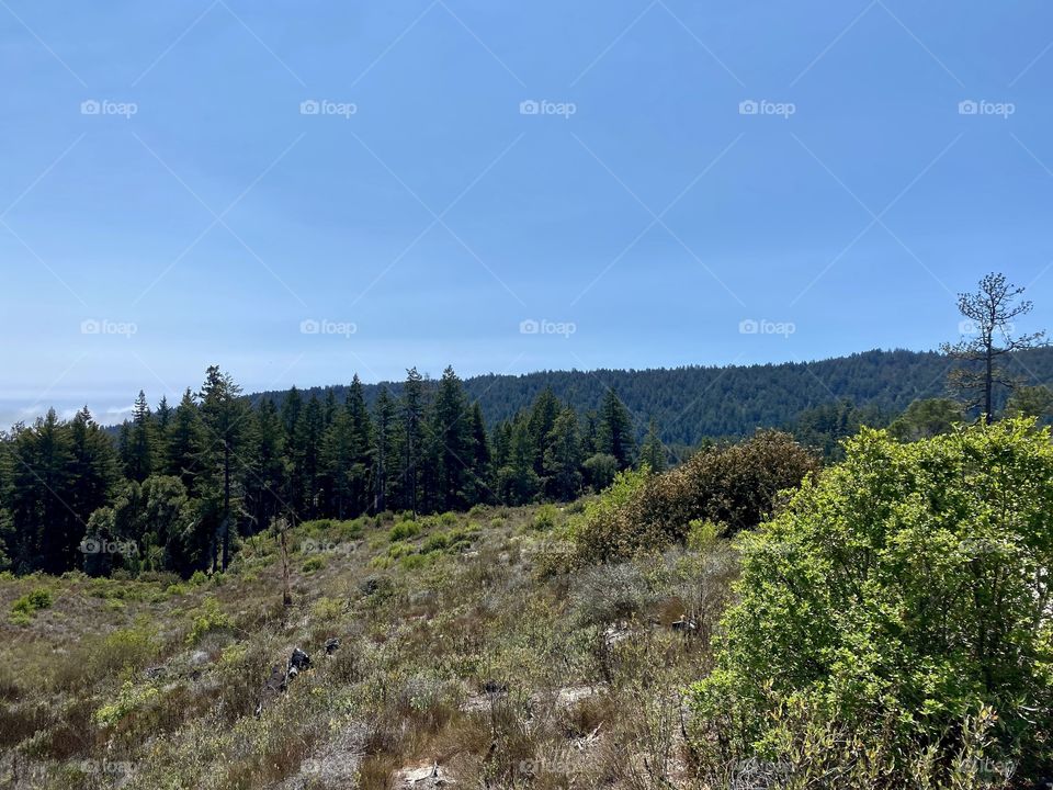 Henry Cowell Redwoods State Park in Felton California 