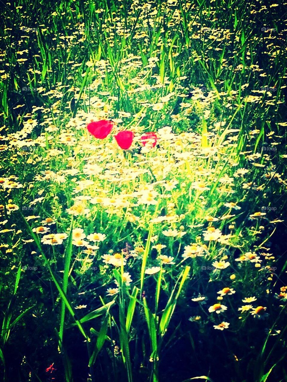 White daisy flowers