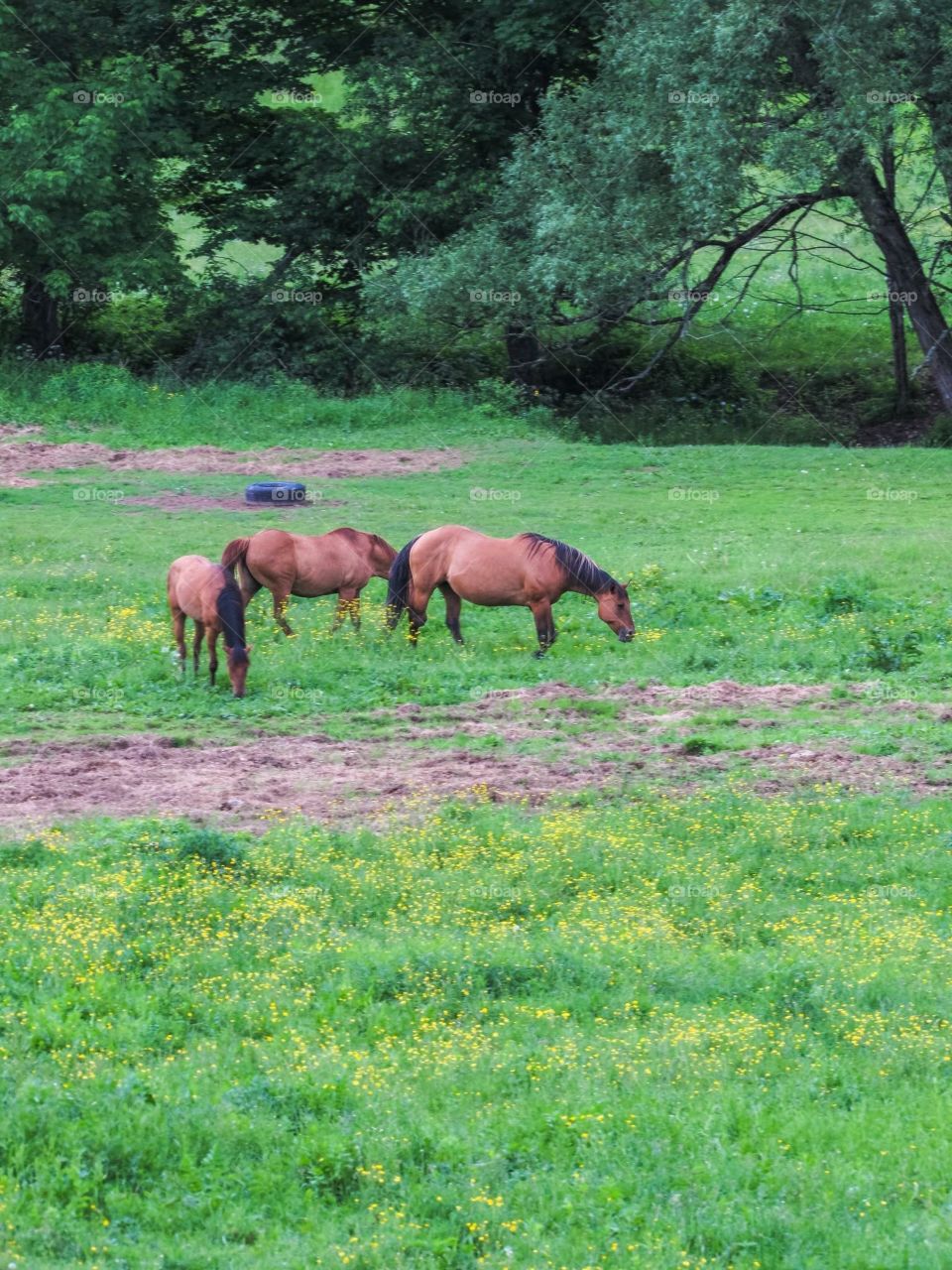 Delaware New York, wildlife, horse, grass, nature, landscape, peaceful, 