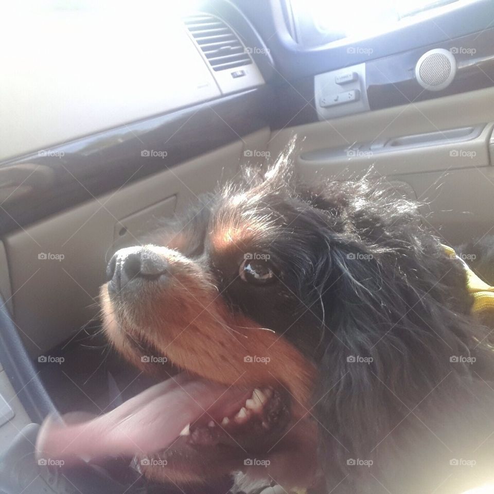 Max in The Car