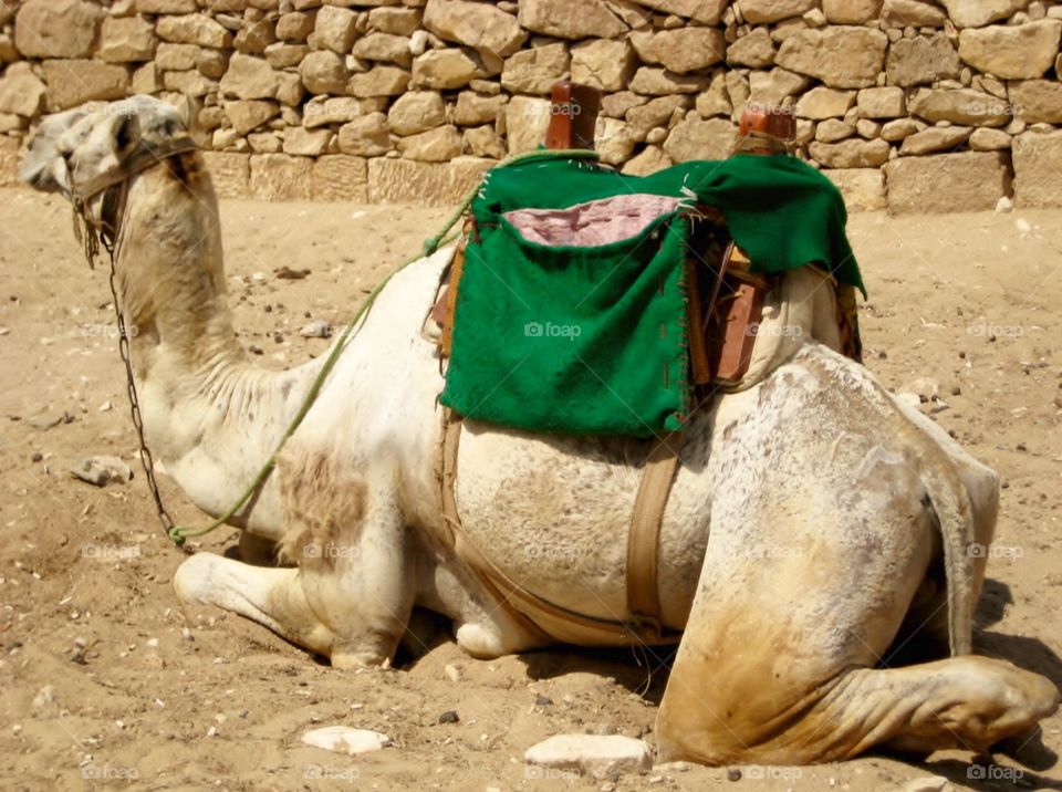 Cairo Camel. Transport for Tourists