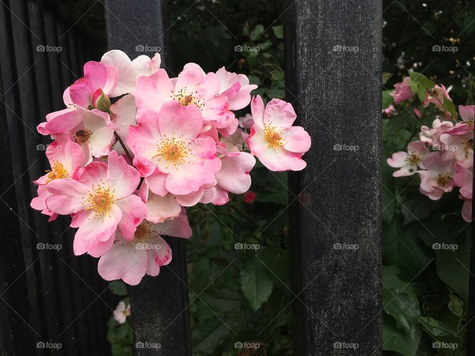 Flowers through fence