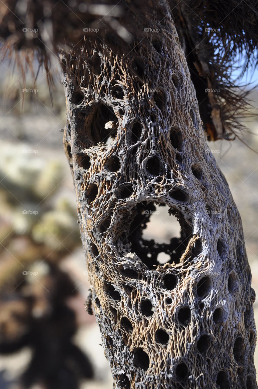Cactus in Joshua Tree