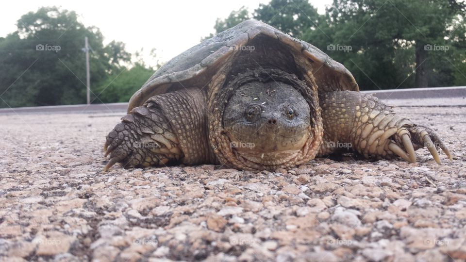 Before The Rains. An alligator snapping turtle crosses the road looking for higher ground.