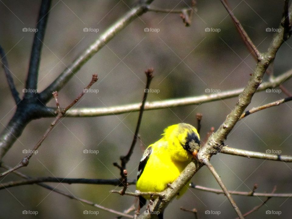 Goldfinch