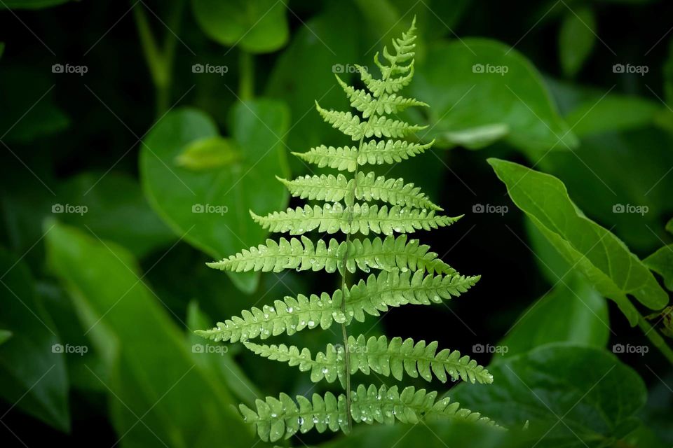 A marsh fern in the rain. Raleigh, North Carolina. 