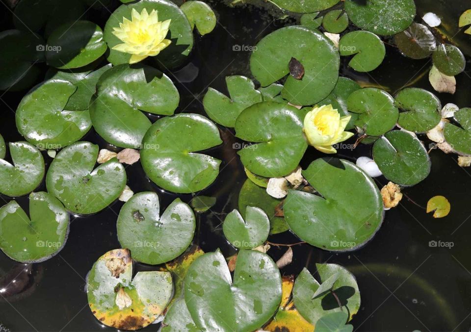 yellow Lotus in a small lake rising on water.
