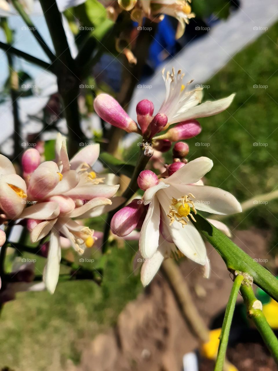 lemon bloom