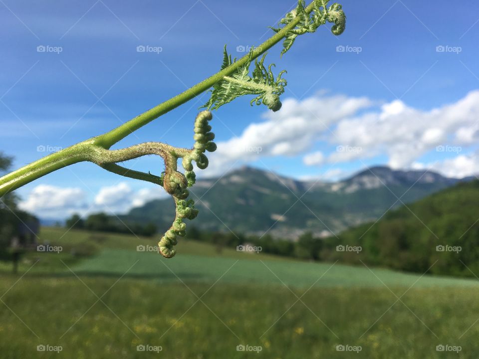 Young fern and mountain landscape 