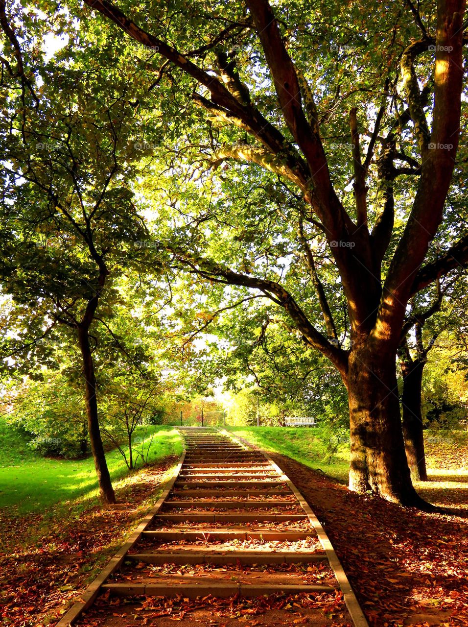 Autumn in park