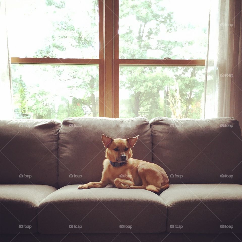 Basenji on Couch. A basenji dog on a sunlit tan couch.
