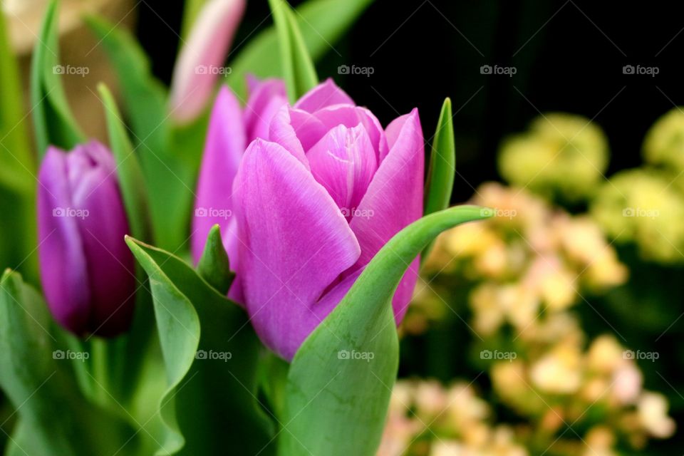 Easter Tulips radiating