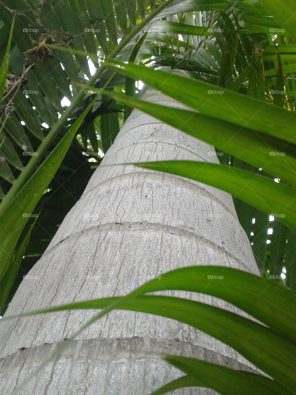 palm tree. palm tree in garden