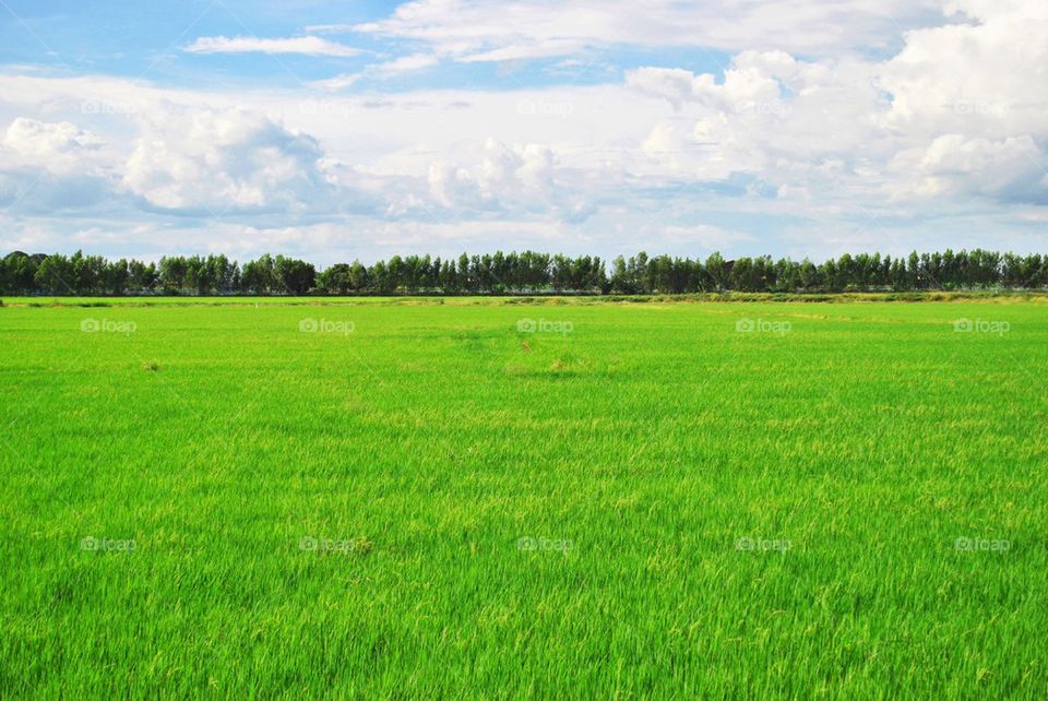 Field under blue sky