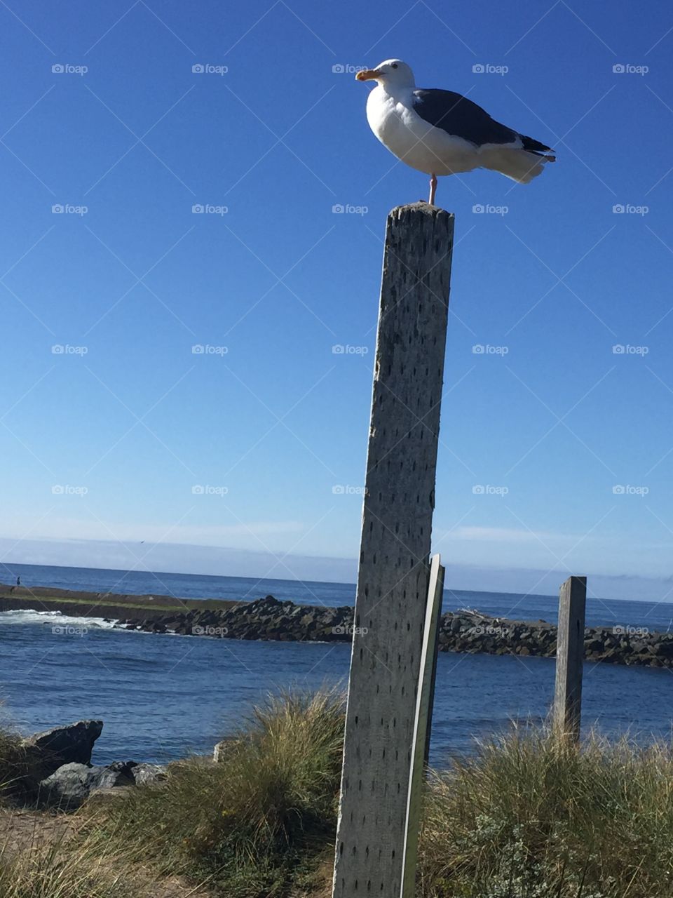 Oregon Seagull 