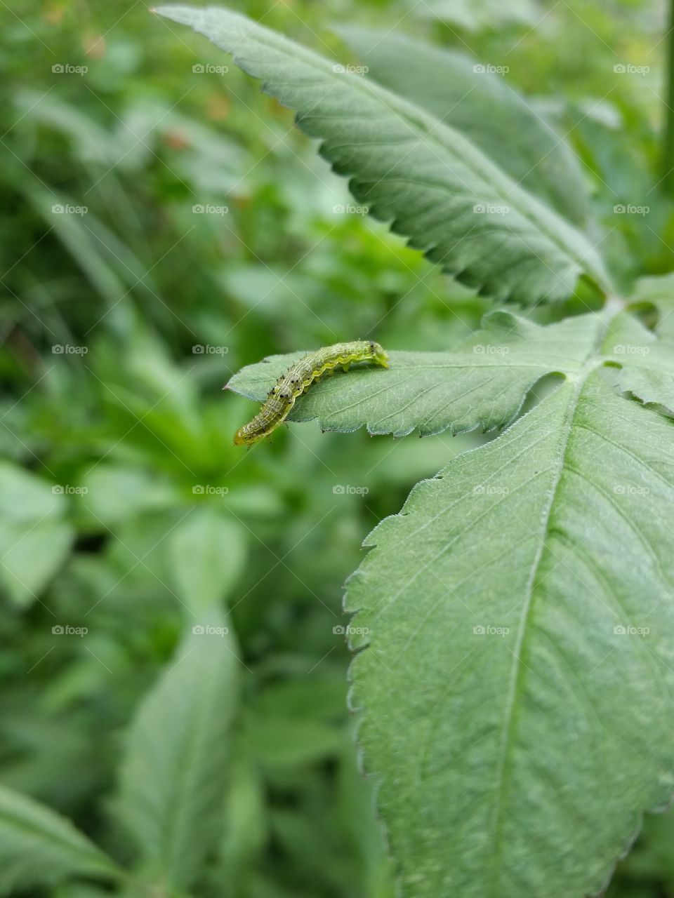 The green caterpillar which seems to fall from the leaf