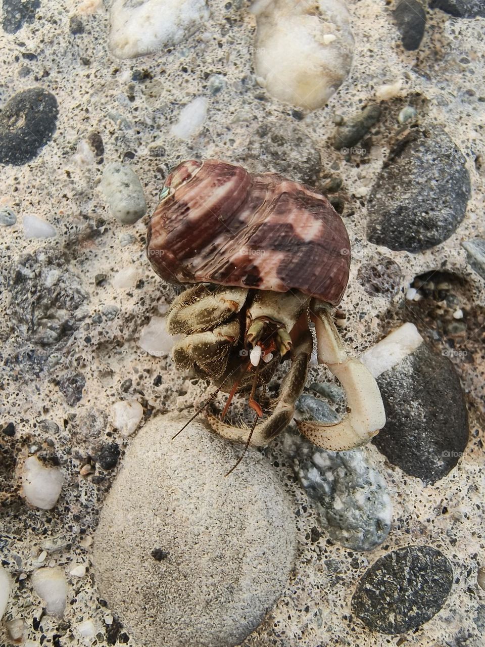 Hermit Crab in Chenggong Township, Taitung County