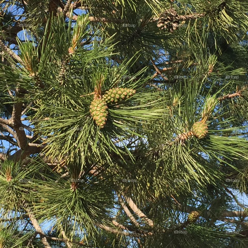 Pine cones in summer