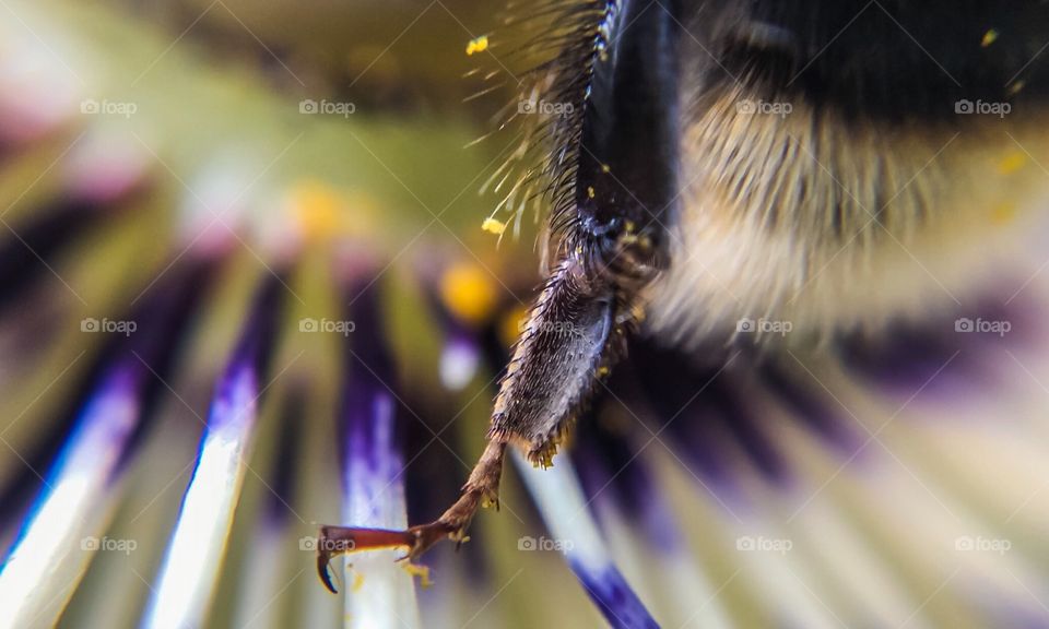 Bumblebee Pollinating Macro 