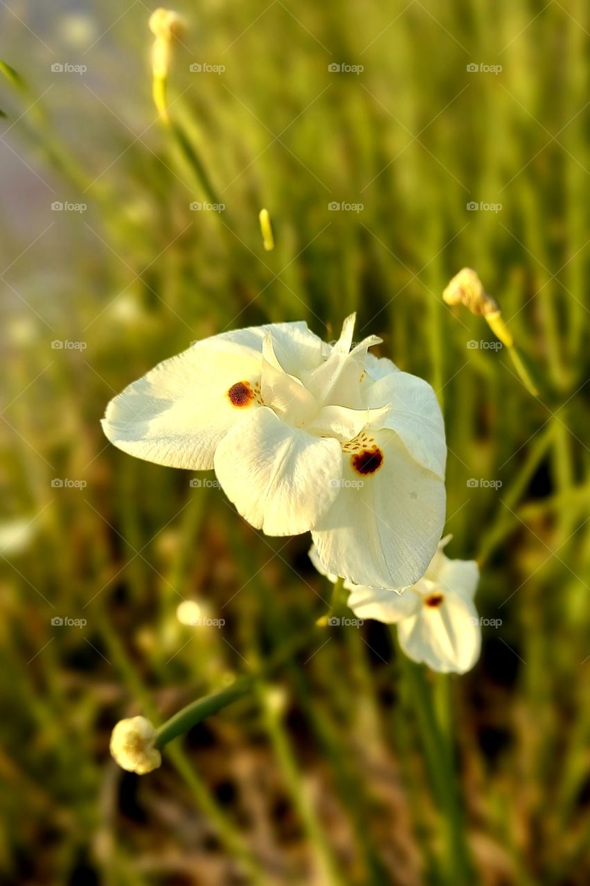 flowers and plants