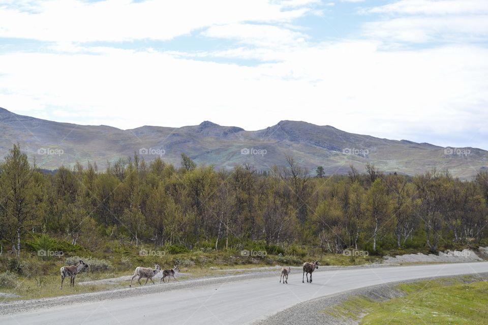 Beautiful landscape with reindeers and mountains