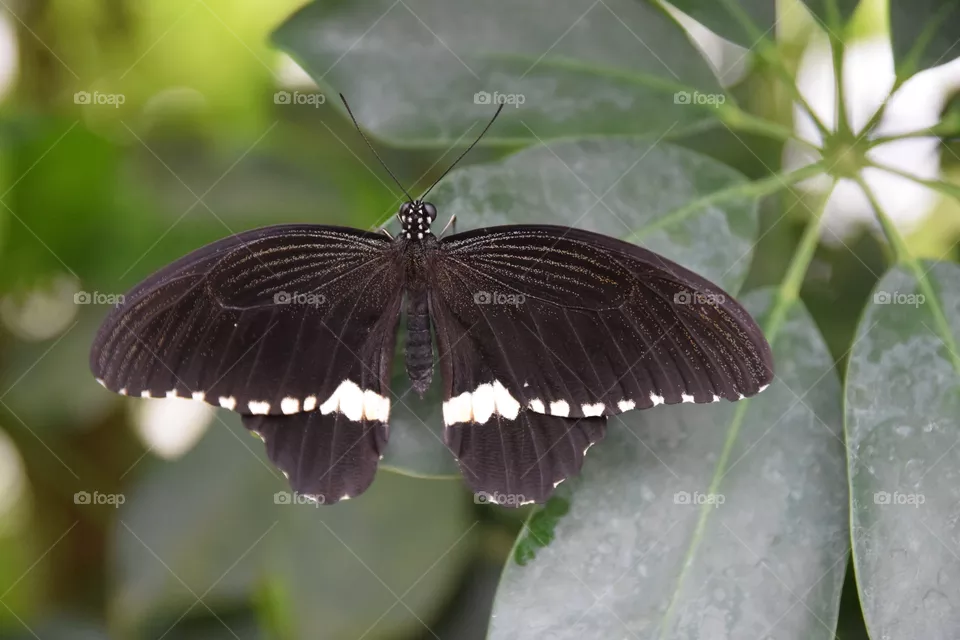 beautyful butterfly